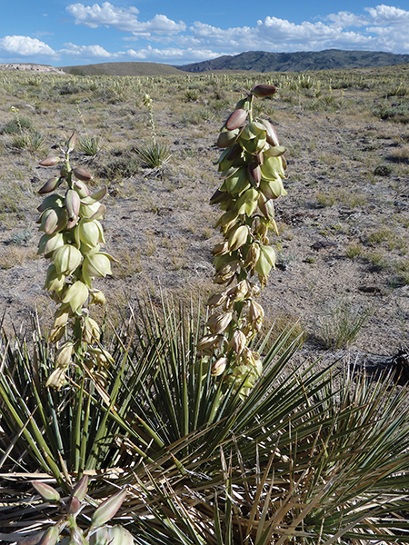 A landscape photo of yucca plants in their habitat 