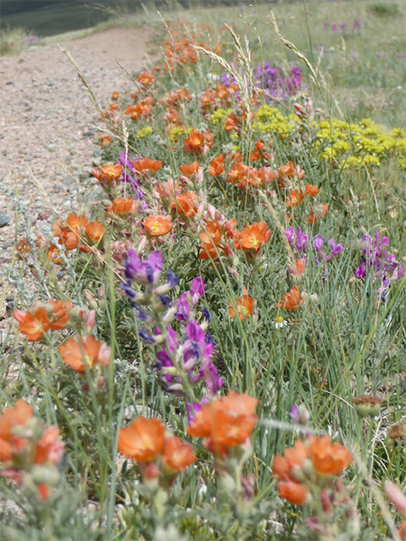 Scarlet globemallow plants by the side of a dirt road