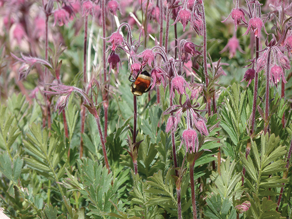 A picture of a bumblebee landing on a prairie smoke plant 