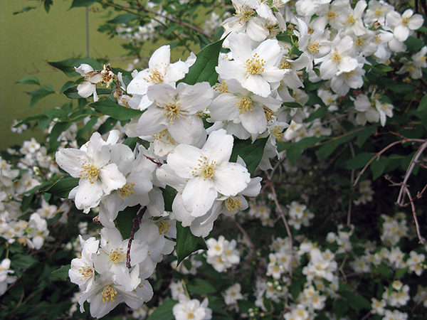 A picture of a Mock Orange shrub in bloom