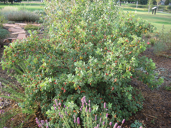 Photo of a Woods' Rose shrub 