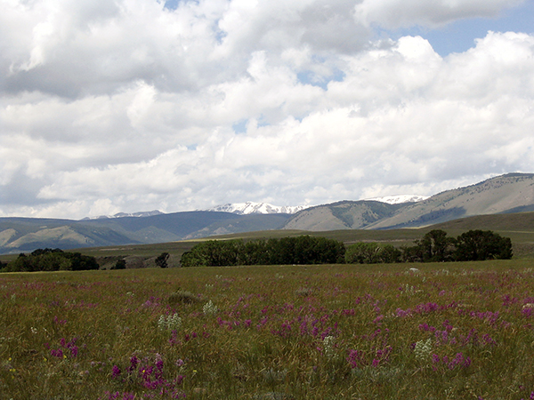 An alpine meadow